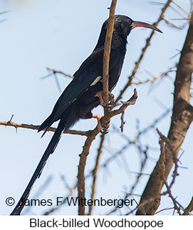 Black-billed Woodhoopoe - © James F Wittenberger and Exotic Birding LLC Black-billed Woodhoopoe - © James F Wittenberger and Exotic Birding LLC
