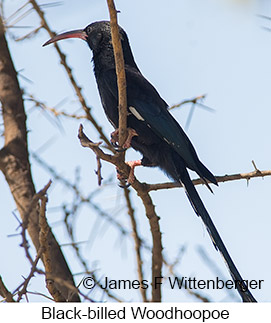 Black-billed Woodhoopoe - © James F Wittenberger and Exotic Birding LLC