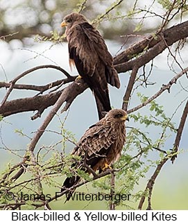 Black-billed Yellow Billed Kites - © James F Wittenberger and Exotic Birding LLC