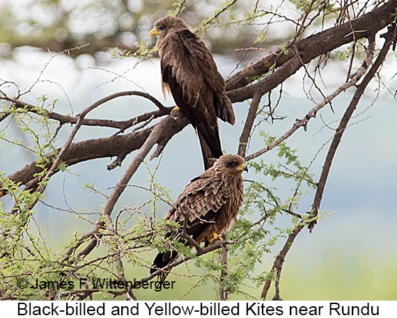 Black-billed Yellow Billed Kites - © James F Wittenberger and Exotic Birding LLC