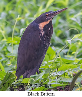 Black Bittern - © James F Wittenberger and Exotic Birding LLC