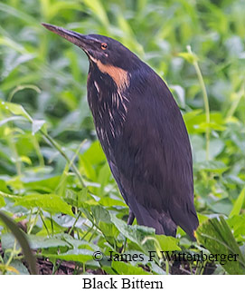 Black Bittern - &copy; James F Wittenberger and Exotic Birding LLC