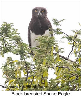 Black-breasted Snake-Eagle - © James F Wittenberger and Exotic Birding LLC