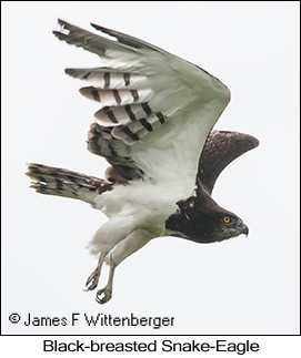 Black-breasted Snake-Eagle - © James F Wittenberger and Exotic Birding LLC
