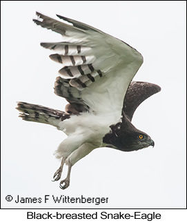 Black-breasted Snake-Eagle - © James F Wittenberger and Exotic Birding LLC Black-breasted Snake-Eagle - © James F Wittenberger and Exotic Birding LLC