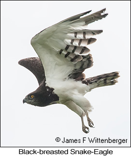 Black-breasted Snake-Eagle - © James F Wittenberger and Exotic Birding LLC