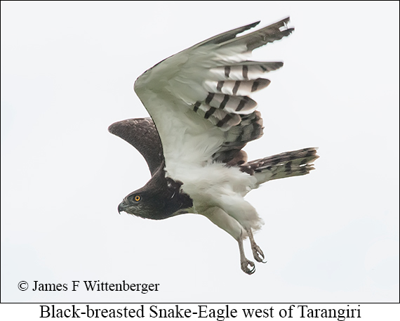 Black-breasted Snake-Eagle - © James F Wittenberger and Exotic Birding LLC