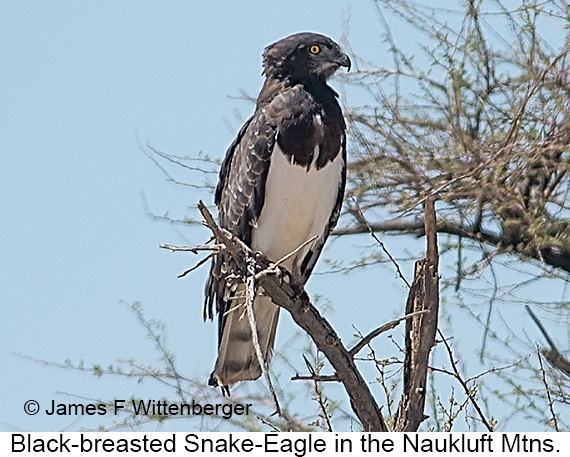 Black-breasted Snake-Eagle - © James F Wittenberger and Exotic Birding LLC