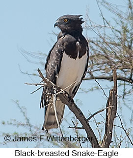 Black-breasted Snake-Eagle - © James F Wittenberger and Exotic Birding LLC