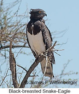 Black-breasted Snake-Eagle - © James F Wittenberger and Exotic Birding LLC