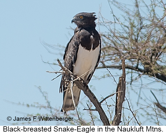 Black-breasted Snake-Eagle - © James F Wittenberger and Exotic Birding LLC