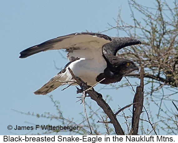 Black-breasted Snake-Eagle - © James F Wittenberger and Exotic Birding LLC Black-breasted Snake-Eagle - © James F Wittenberger and Exotic Birding LLC
