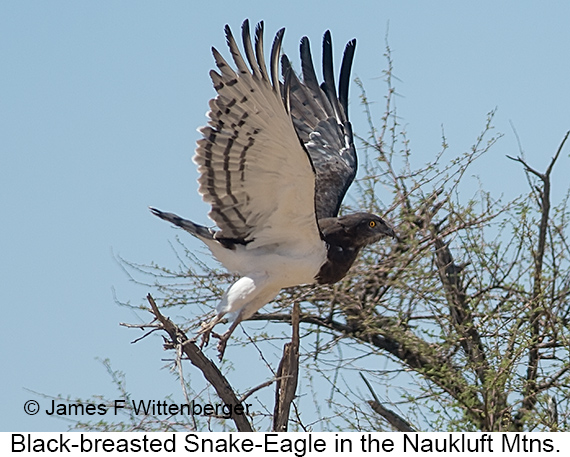 Black-breasted Snake-Eagle - © James F Wittenberger and Exotic Birding LLC Black-breasted Snake-Eagle - © James F Wittenberger and Exotic Birding LLC