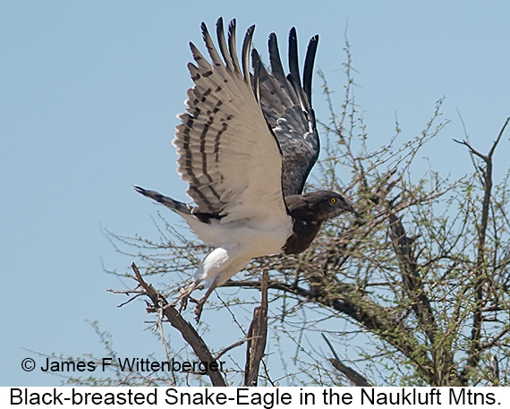 Black-breasted Snake-Eagle - © James F Wittenberger and Exotic Birding LLC