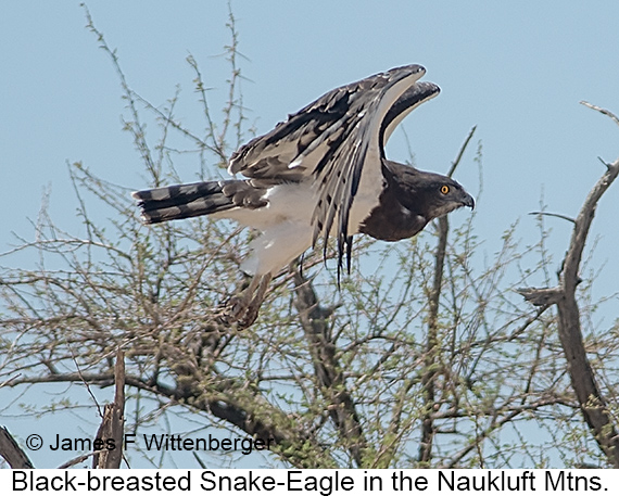 Black-breasted Snake-Eagle - © James F Wittenberger and Exotic Birding LLC