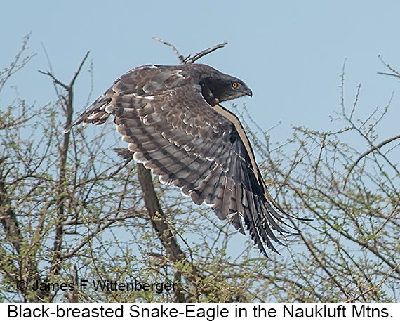 Black-breasted Snake-Eagle - © James F Wittenberger and Exotic Birding LLC