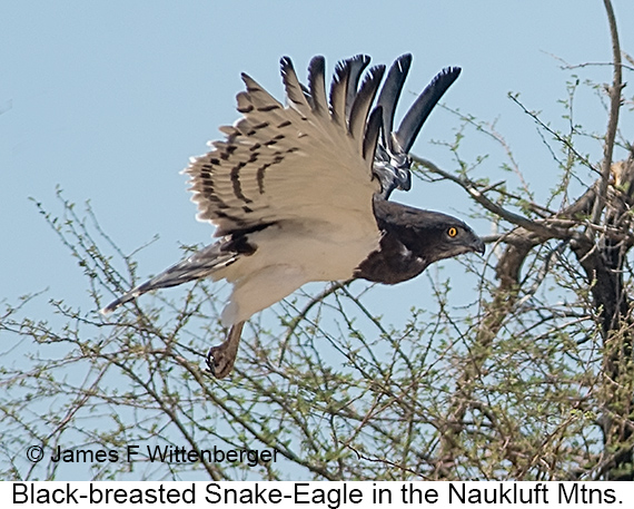 Black-breasted Snake-Eagle - © James F Wittenberger and Exotic Birding LLC