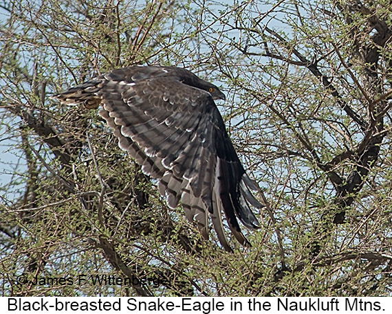 Black-breasted Snake-Eagle - © James F Wittenberger and Exotic Birding LLC