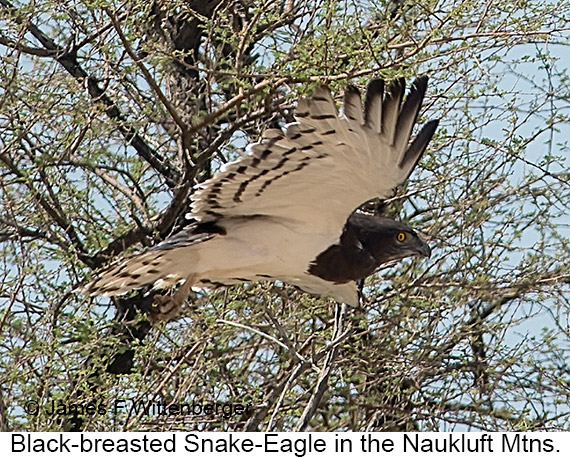 Black-breasted Snake-Eagle - © James F Wittenberger and Exotic Birding LLC Black-breasted Snake-Eagle - © James F Wittenberger and Exotic Birding LLC