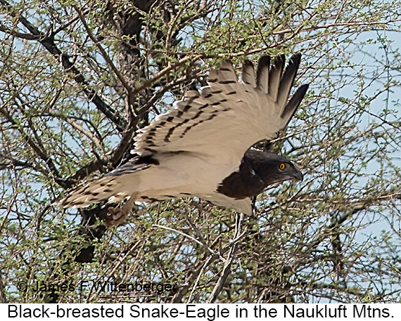 Black-breasted Snake-Eagle - © James F Wittenberger and Exotic Birding LLC