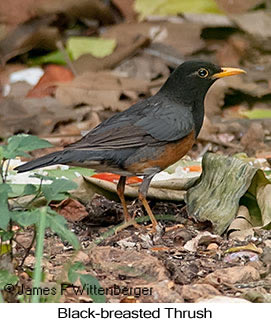 Black-breasted Thrush - © James F Wittenberger and Exotic Birding LLC