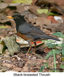 Black-breasted Thrush - © James F Wittenberger and Exotic Birding LLC