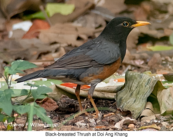 Black-breasted Thrush - © James F Wittenberger and Exotic Birding LLC