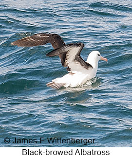 Black-browed Albatross - © James F Wittenberger and Exotic Birding LLC Black-browed Albatross - © James F Wittenberger and Exotic Birding LLC