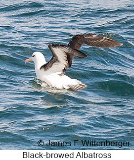 Black-browed Albatross - © James F Wittenberger and Exotic Birding LLC