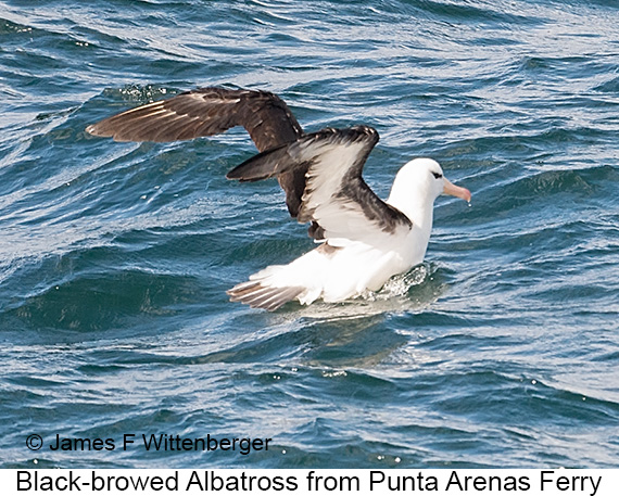 Black-browed Albatross - © James F Wittenberger and Exotic Birding LLC Black-browed Albatross - © James F Wittenberger and Exotic Birding LLC