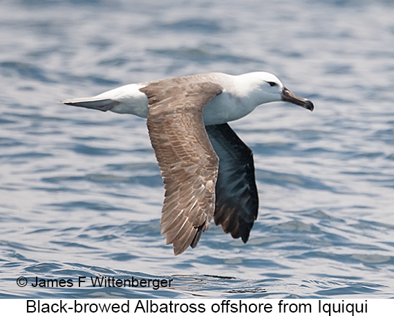 Black-browed Albatross - © James F Wittenberger and Exotic Birding LLC Black-browed Albatross - © James F Wittenberger and Exotic Birding LLC