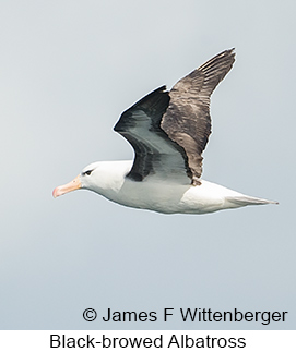 Black-browed Albatross - © James F Wittenberger and Exotic Birding LLC Black-browed Albatross - © James F Wittenberger and Exotic Birding LLC