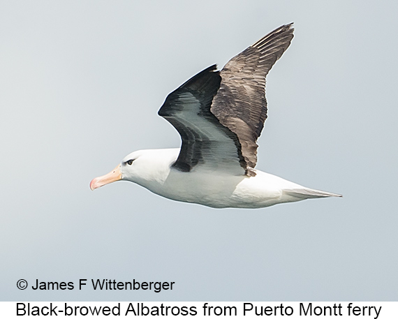 Black-browed Albatross - © James F Wittenberger and Exotic Birding LLC Black-browed Albatross - © James F Wittenberger and Exotic Birding LLC