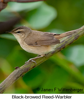 Black-browed Reed Warbler - © James F Wittenberger and Exotic Birding LLC