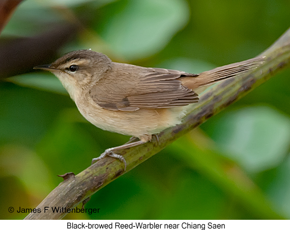 Black-browed Reed Warbler - © James F Wittenberger and Exotic Birding LLC