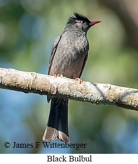 Black Bulbul - © James F Wittenberger and Exotic Birding LLC