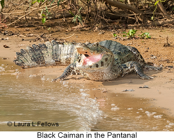 Black Caiman - © Laura L Fellows and Exotic Birding LLC