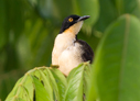 Black-capped Donacobius - &copy; Laura L Fellows and Exotic Birding Tours