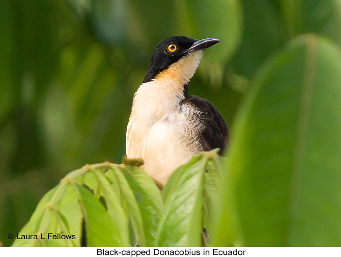 Black-capped Donacobius in Amazon headwaters of eastern Ecuador - &copy; Laura L Fellows and Exotic Birding tours