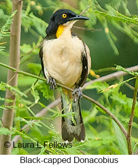 Black-capped Donacobius - © Laura L Fellows and Exotic Birding LLC