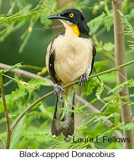 Black-capped Donacobius - © Laura L Fellows and Exotic Birding LLC