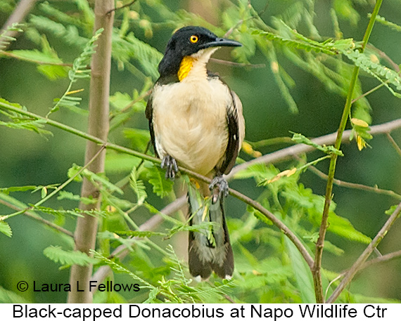 Black-capped Donacobius - © Laura L Fellows and Exotic Birding LLC