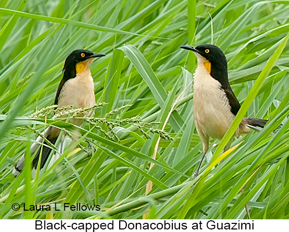 Black-capped Donacobius - © James F Wittenberger and Exotic Birding LLC Black-capped Donacobius - © James F Wittenberger and Exotic Birding LLC