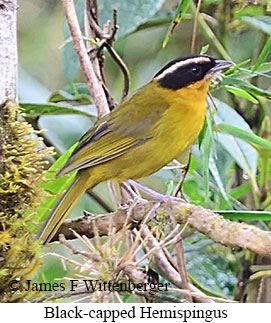 Black-capped Hemispingus - &copy; James F Wittenberger and Exotic Birding LLC