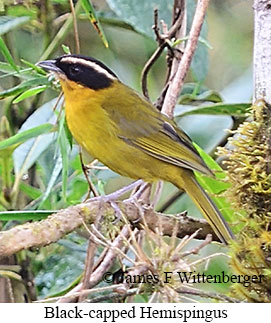 Black-capped Hemispingus - &copy; James F Wittenberger and Exotic Birding LLC