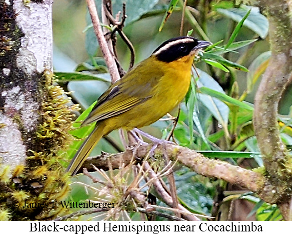 Black-capped Hemispingus - &copy; James F Wittenberger and Exotic Birding LLC