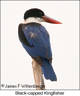Black-capped Kingfisher - © James F Wittenberger and Exotic Birding LLC