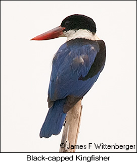 Black-capped Kingfisher - © James F Wittenberger and Exotic Birding LLC