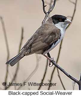 Black-capped Social-Weaver - © James F Wittenberger and Exotic Birding LLC Black-capped Social-Weaver - © James F Wittenberger and Exotic Birding LLC