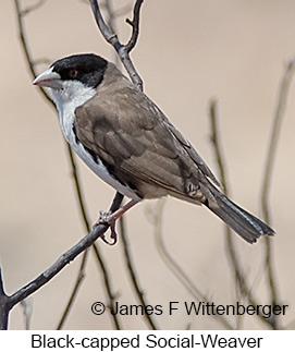 Black-capped Social-Weaver - © James F Wittenberger and Exotic Birding LLC